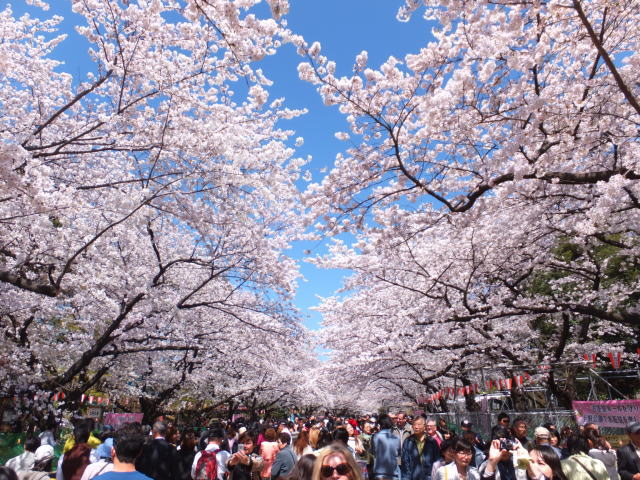 Ueno park cherry blossom