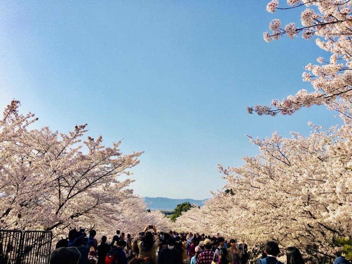Cherry blossom in kyoto