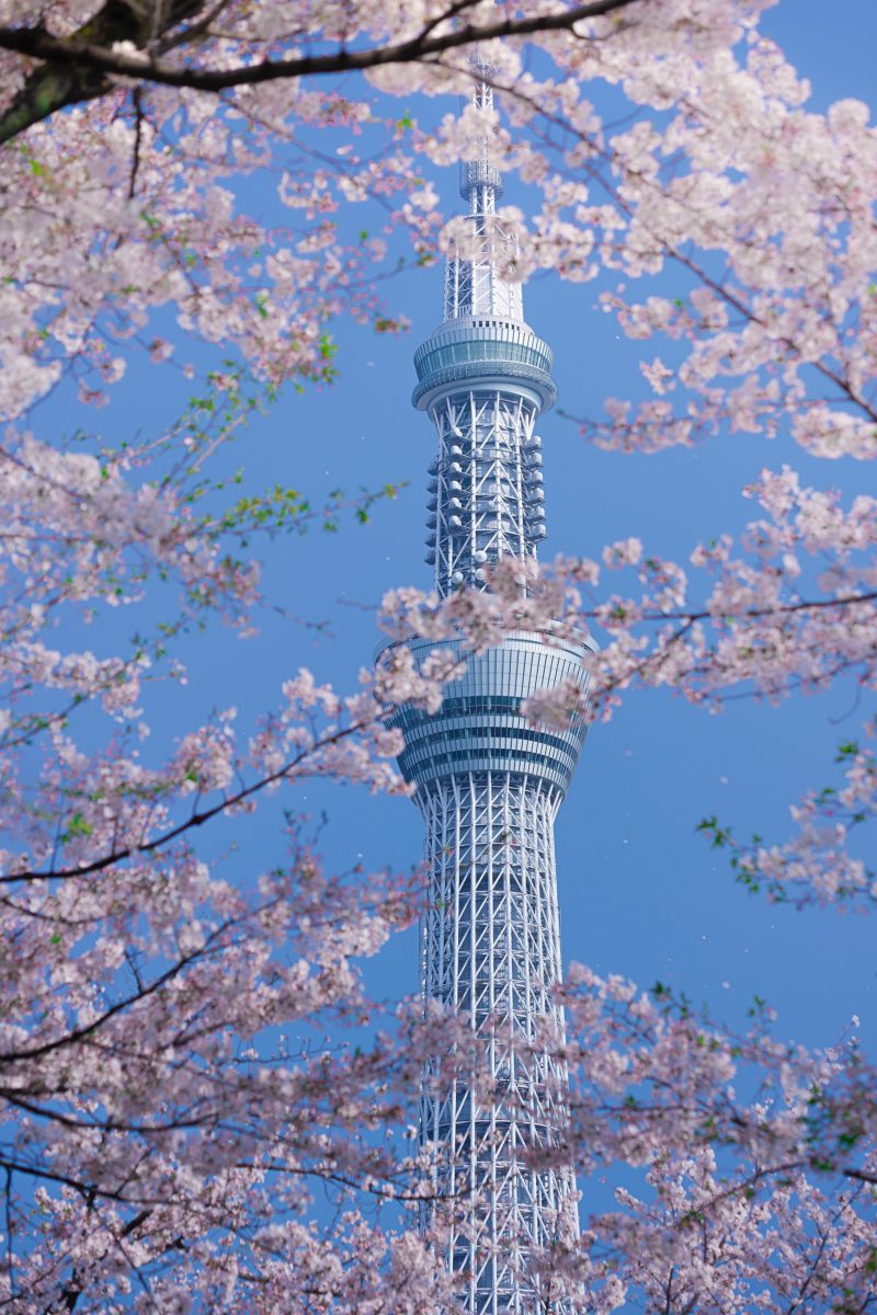 Cherry blossom with skytree