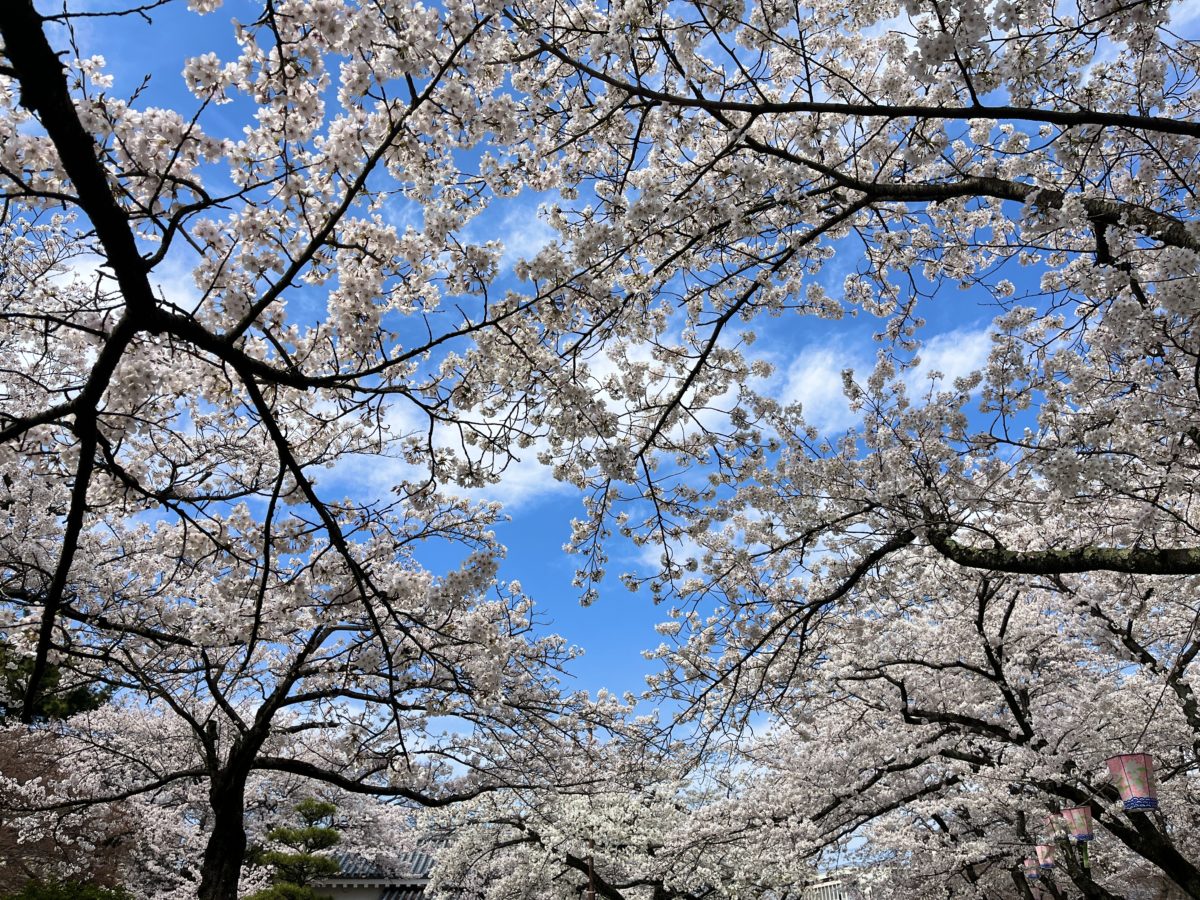 Cherry blossom From below