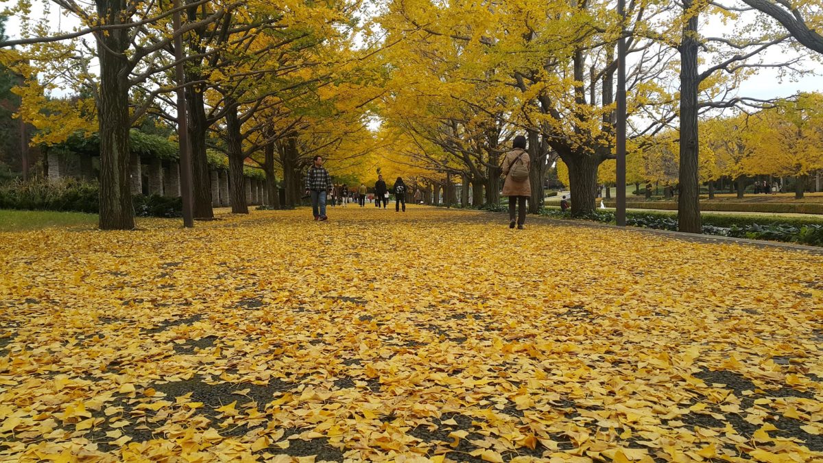 Meiji jingu Autumn