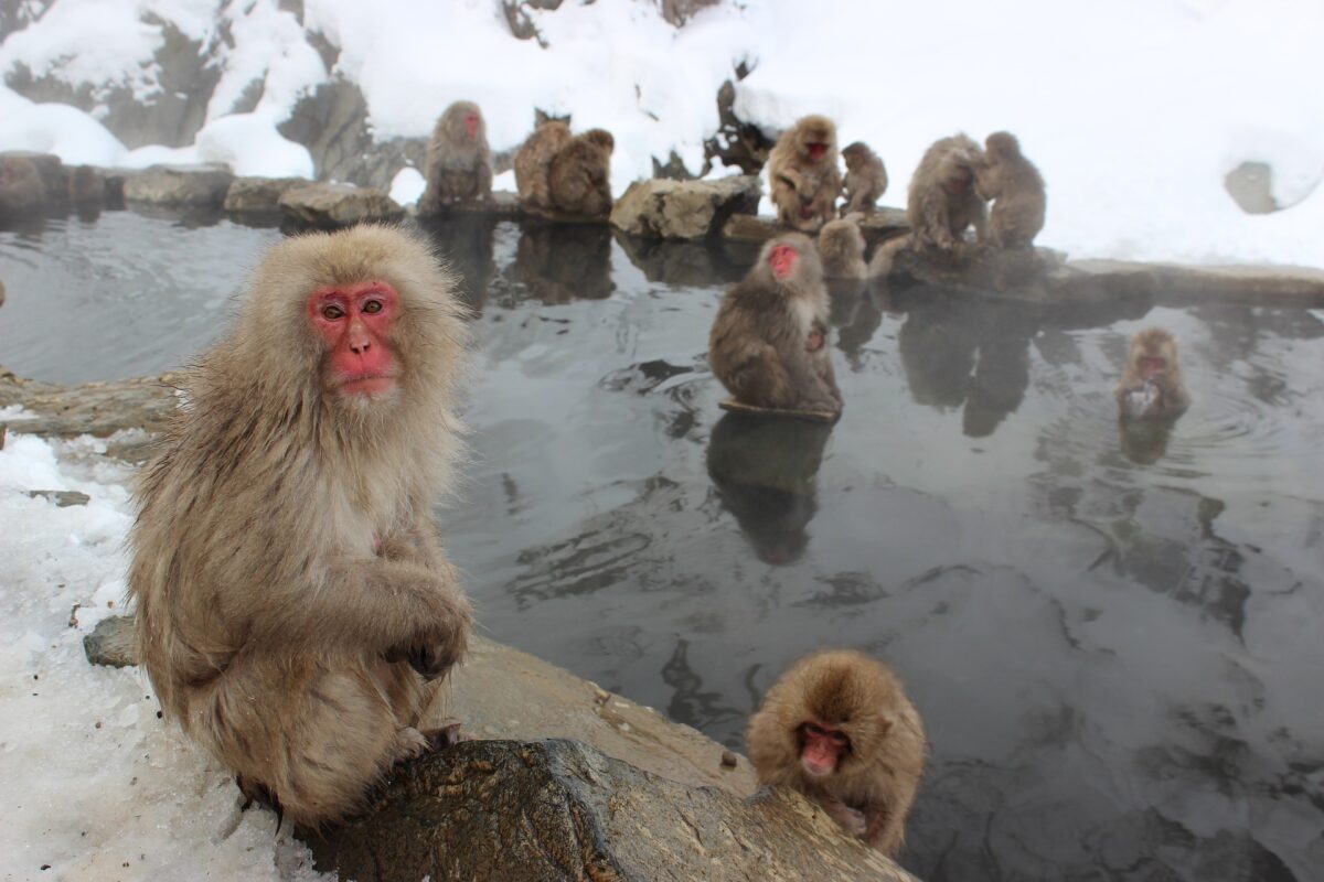 Monkey hot spring