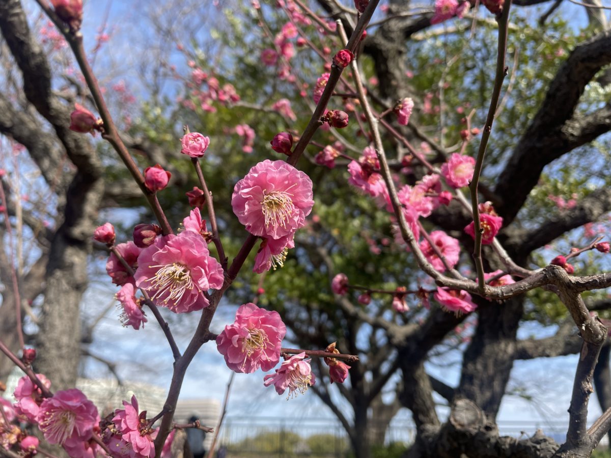 Osaka castle bloom