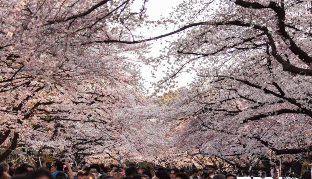 Ueno park cherry blossom