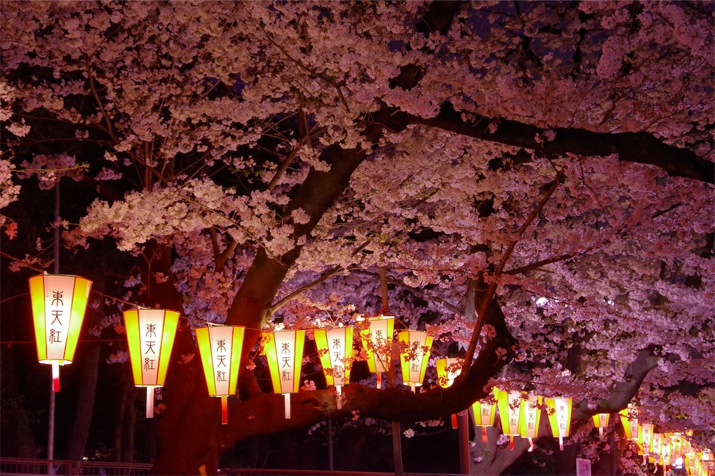 Ueno park cherry blossom