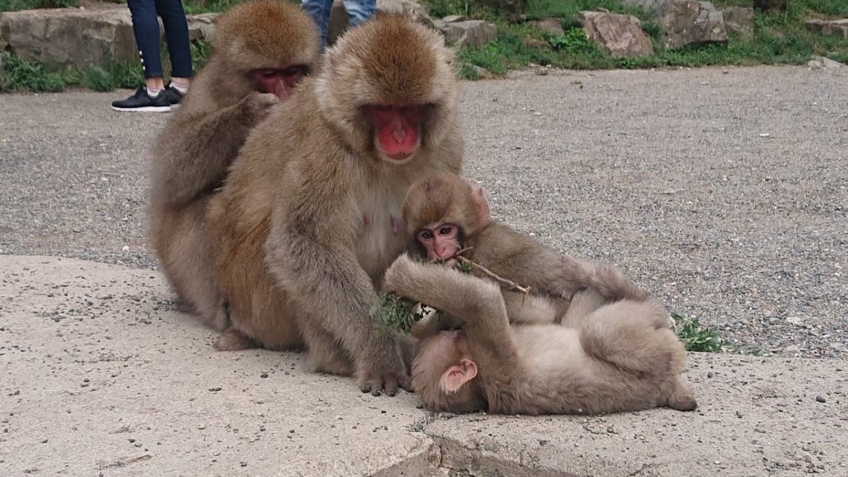 Zigokudani monkey park