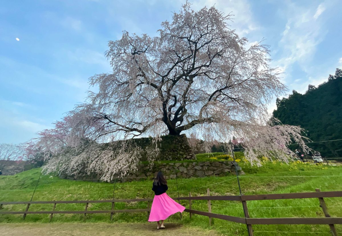 cherry blossom in japan girlfromjapan