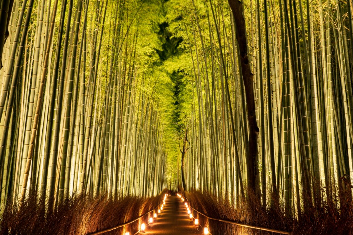 Bamboo forest