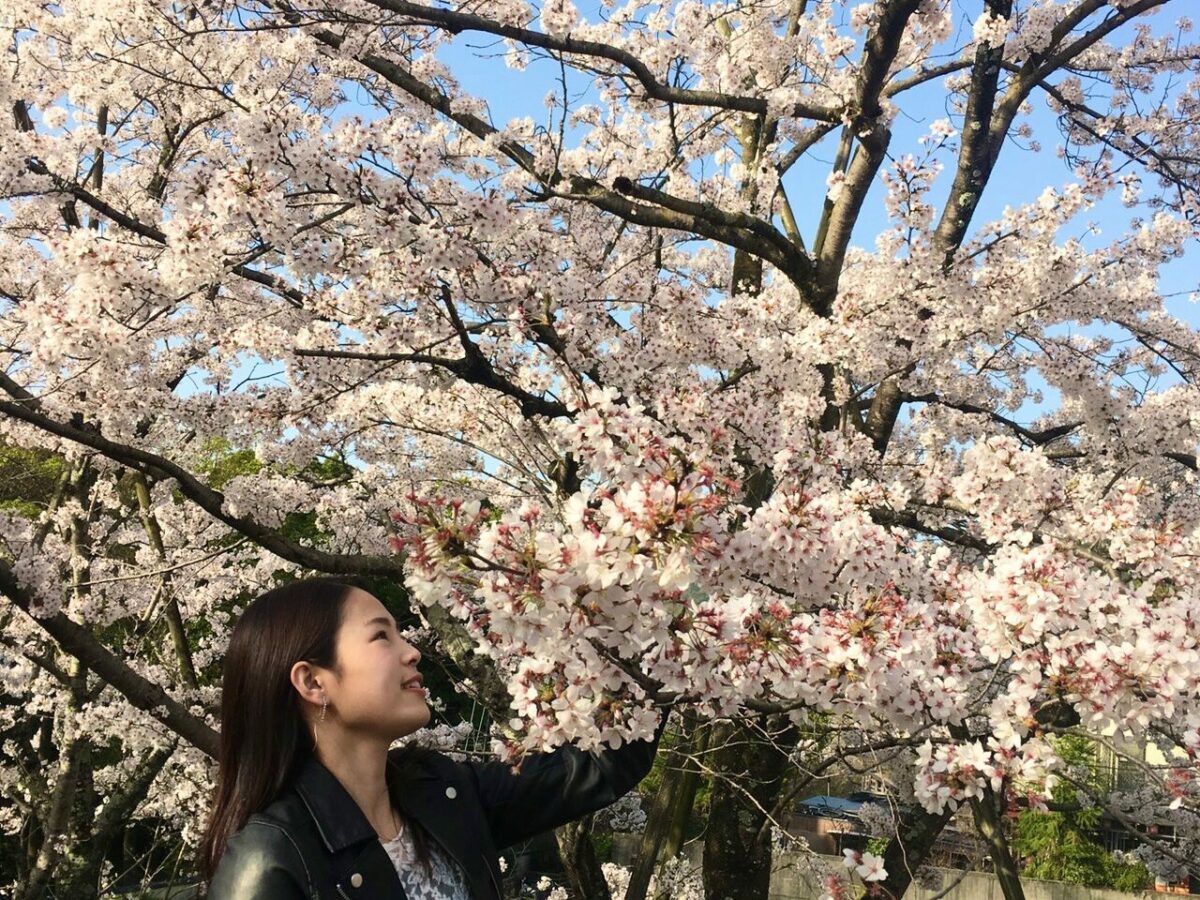 Cherry blossom Nagi