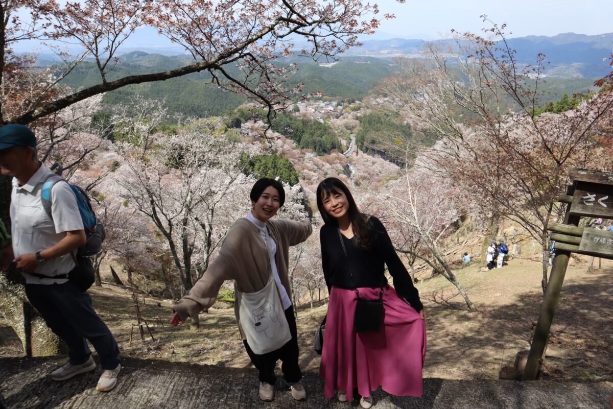 Cherry blossom at Yoshino