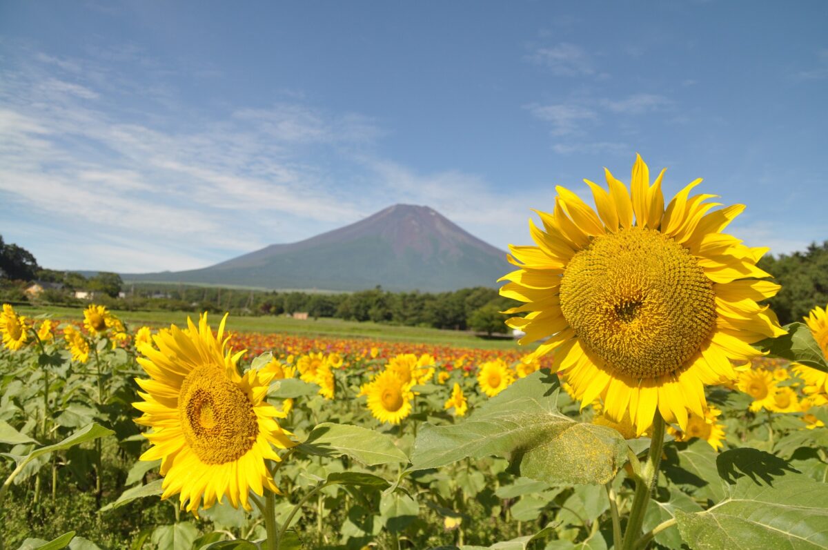 Mt.Fuji in Summer