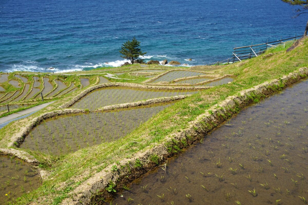 Thousands rice field