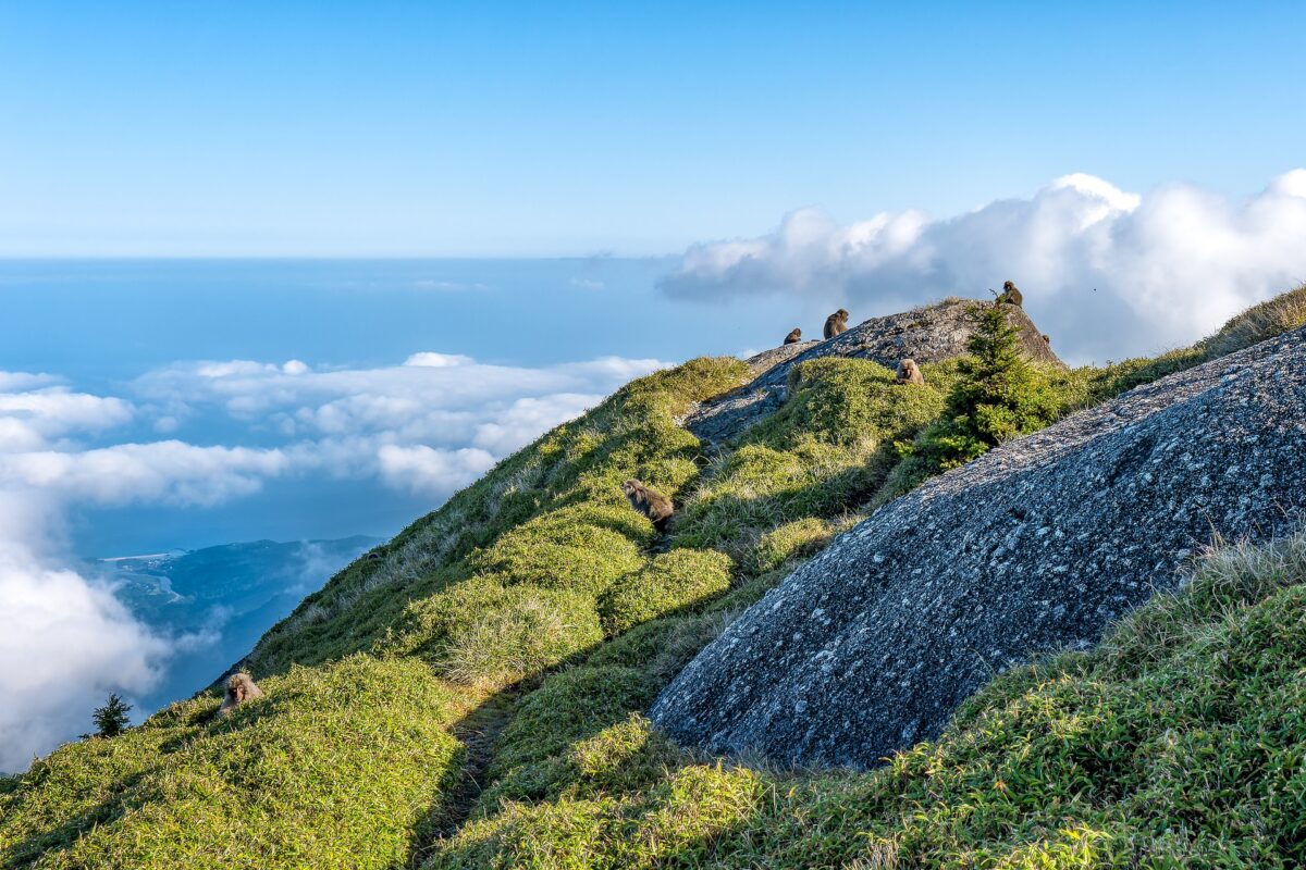 Yakushima mountain