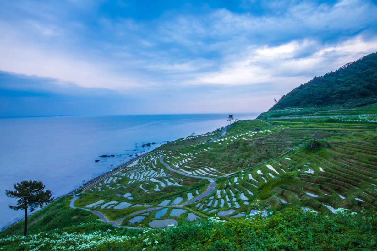 thousands Rice field