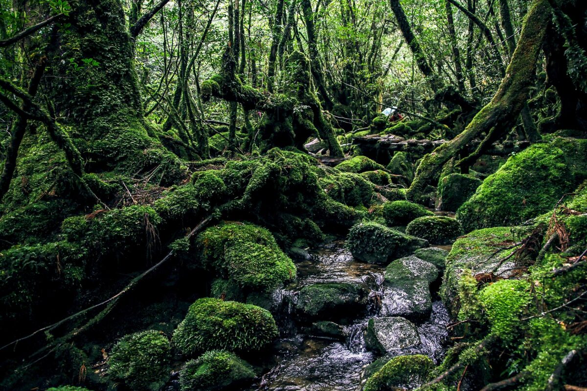 yakushima Shiratani Unsui Geoge