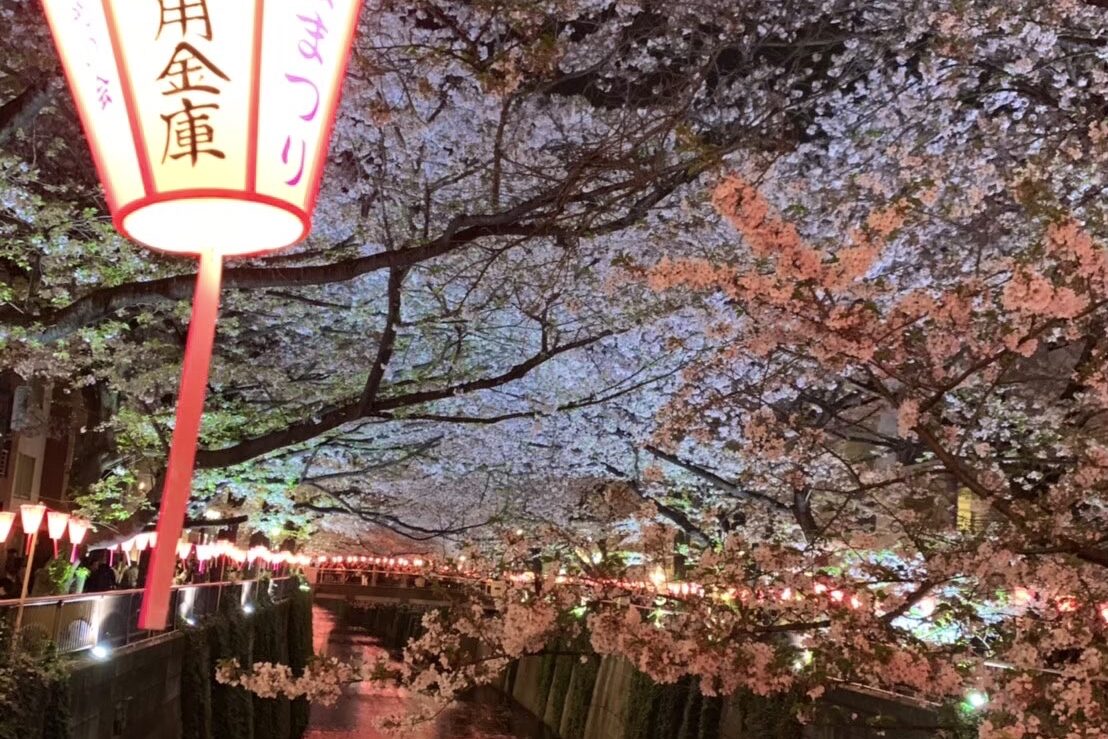 cherry blossoms in Megoro river