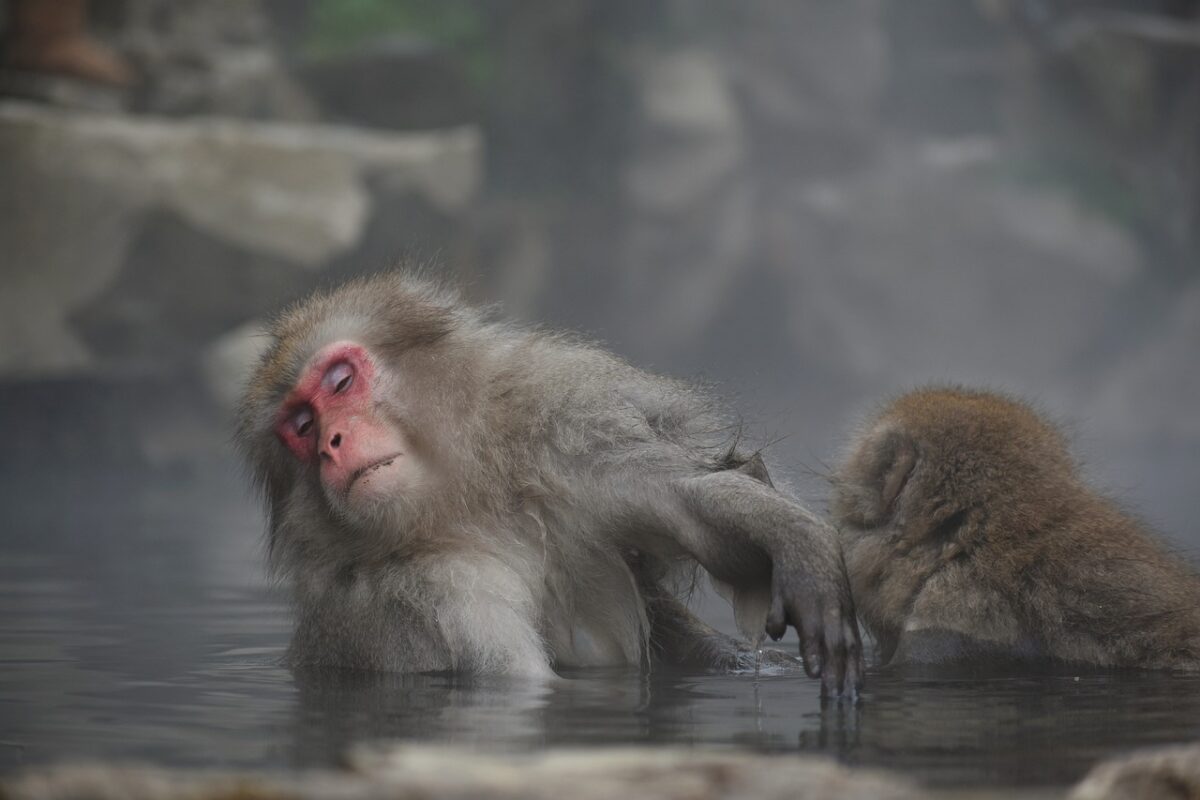 monkey in hot spring