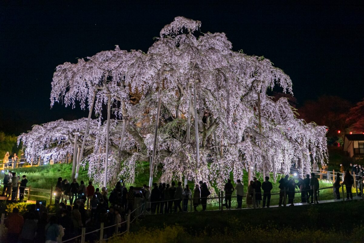 Cherry blossom in Fukushima