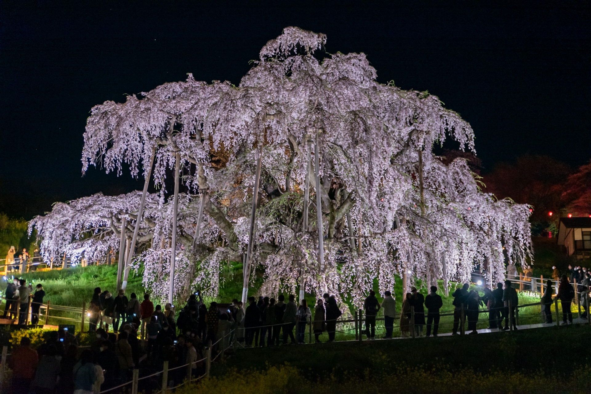 15 Magical Places to see Cherry Blossoms in Japan 2024 🌸