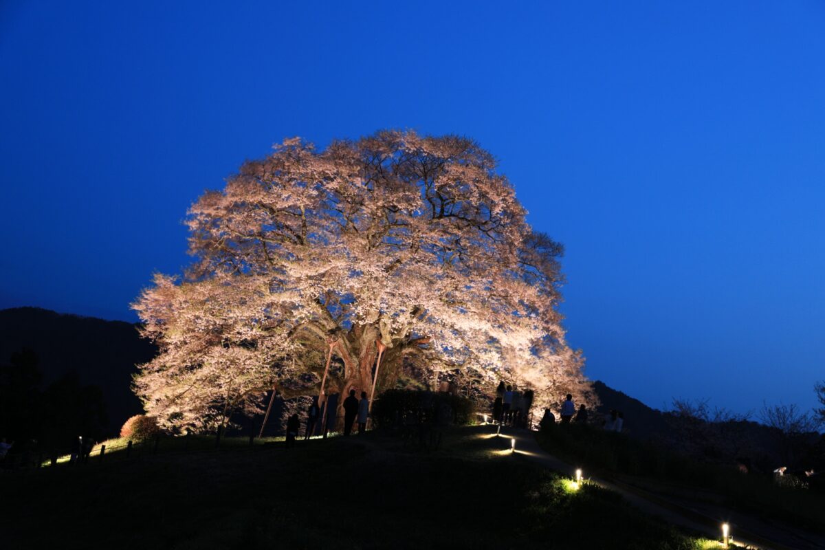 Daigo zakura