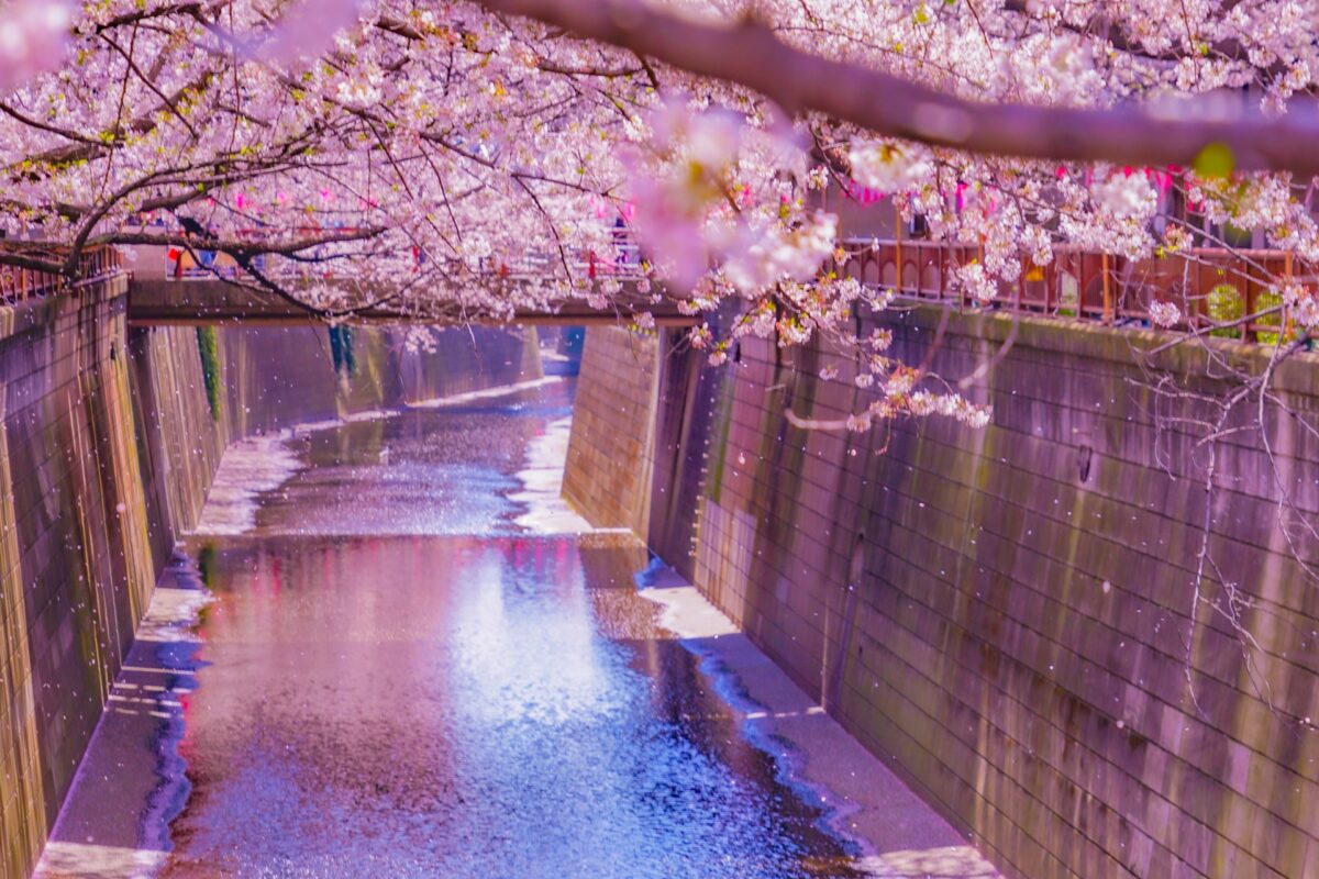 Meguro river