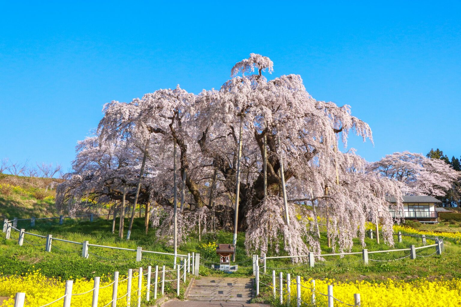 15 Magical Places to see Cherry Blossoms in Japan 2024 🌸