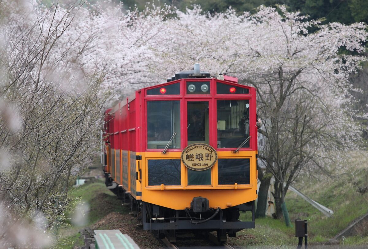 Sagano cherry blossom