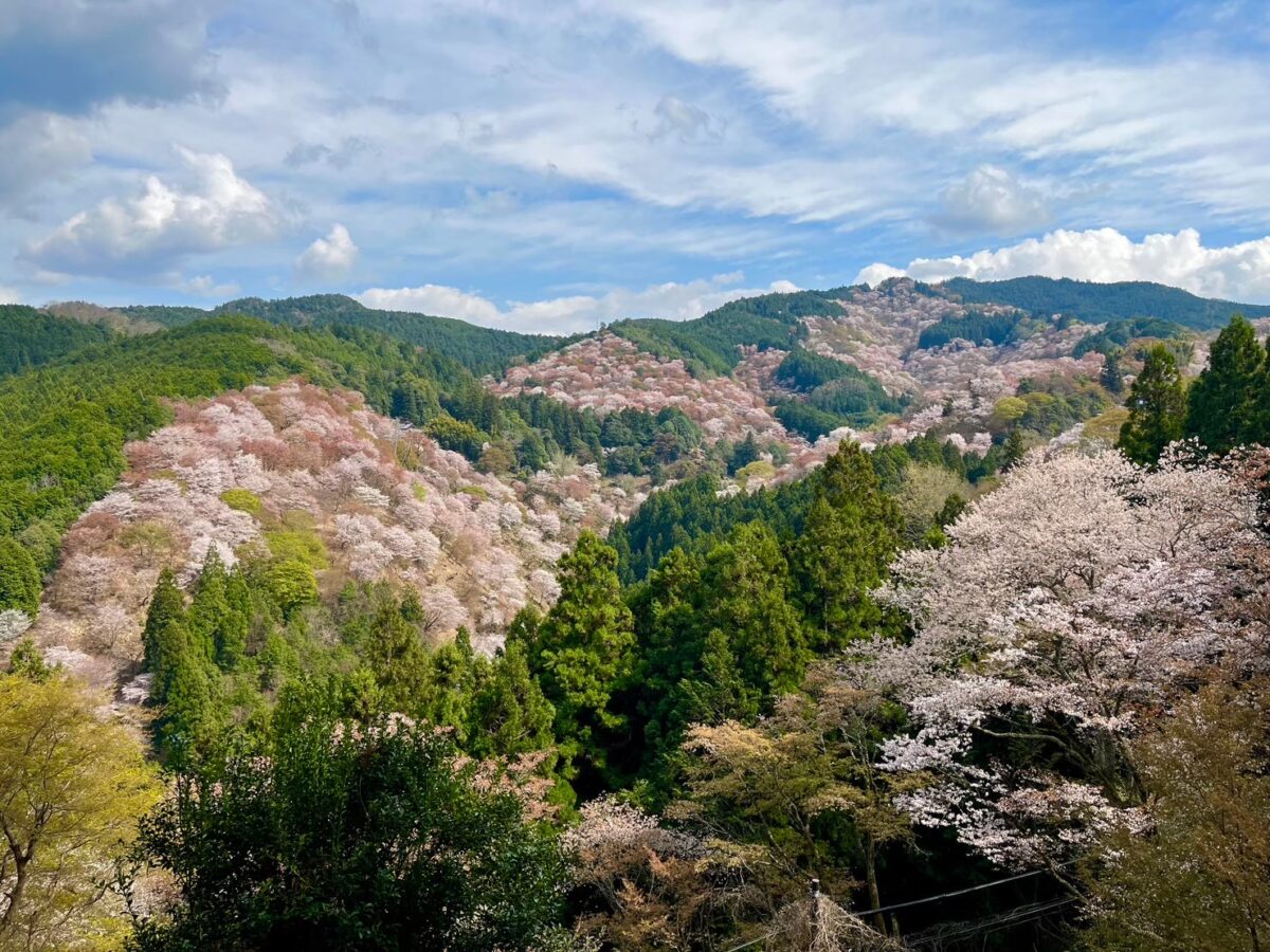 In Yoshino cherry blossom