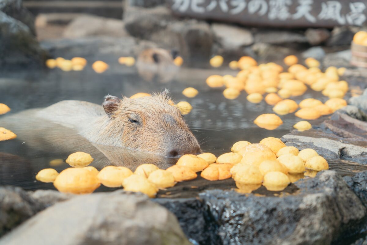 Yuzu bath